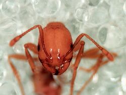 Detail of fire ant head