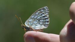 Callippe Fritillary (14427746549).jpg