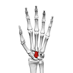 Capitate bone (left hand) 01 palmar view.png