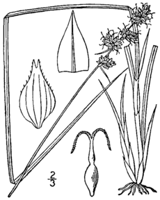 Carex atlantica drawing 1.png