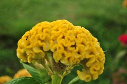 Celosia cristataII.JPG