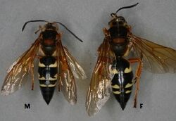 Cicada Killer Wasp.jpg