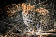 Spotted Leopard cat in the brush