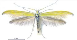 Coleophora nevadella.jpg