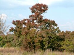 Combretum erythrophyllum, herfsloof, a, Nkwe.jpg