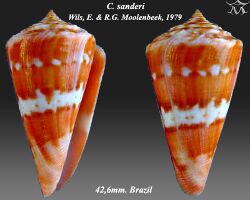 Conus sanderi 2.jpg