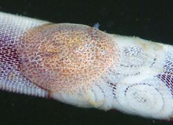 Corambe pacific from Santa Cruz, California with egg spirals on bryozoan on giant kelp.jpg
