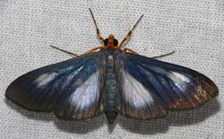 Crambid Moth (Omiodes grandis) (25863529498).jpg