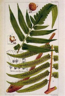 Cyathea podophylla.jpg