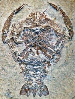 Cycleryon propinquus (fossil crustacean) Solnhofen Limestone.jpg