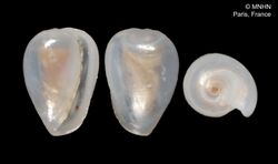 Cystiscus punctatus (MNHN-IM-2000-3465).jpeg