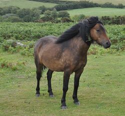 Dartmoorpony.JPG