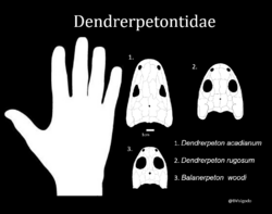 Dendrerpetontidae diagram.png
