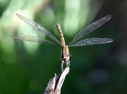 Diphlebia euphoeoides 1716-7.jpg