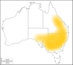 Distribution Map of Diplodactylus vittatus in Australia.jpg