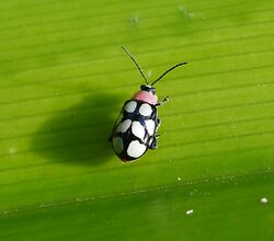 Eight-spotted Flea Beetle - Omophoita cyanipennis - Flickr - gailhampshire.jpg