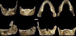 Elife-24232-fig8-v1 LES1 mandible compared to the DH1 holotype mandible of Homo naledi.jpg