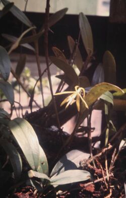 Epidendrum nocturnum - pl.jpg