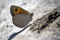 Erebia rondoui.jpg