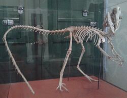 Esqueleto de Santanaraptor MN 01.jpg