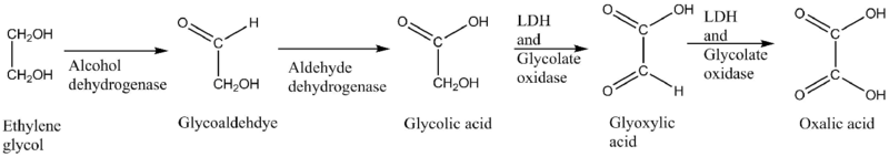 Ethylene glycol toxication.png