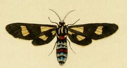 Euchromia guineensis.JPG