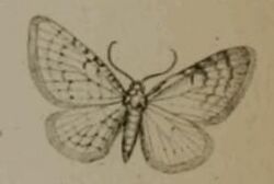 Eupithecia cerussaria.JPG