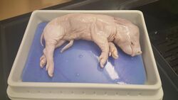 Fetal Pig - Forensics class (MxCC).jpg
