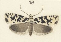 Fig 39 MA I437624 TePapa Plate-XXV-The-butterflies full (cropped).jpg