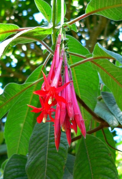 File:Fuchsia boliviana 3.jpg