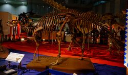 Fukuisaurus skeletal mount.jpg