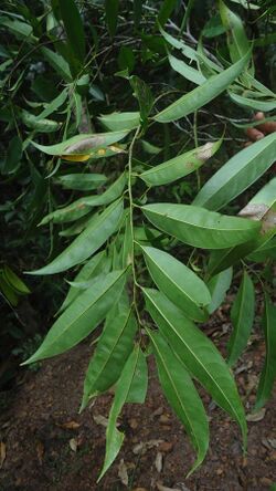 Guatteria australis A.St.-Hil., Annonaceae, Atlantic forest, northeastern Bahia, Brazil (6291855567).jpg