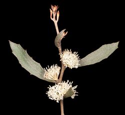 Hakea anadenia - Flickr - Kevin Thiele.jpg