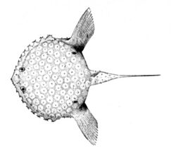 Halieutichthys aculeatus 2.jpg