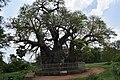 Hatiyan ka Jhad ("Elephant-sized Tree"), This famous old Baobab located on the premises of Naya Qila 02.jpg