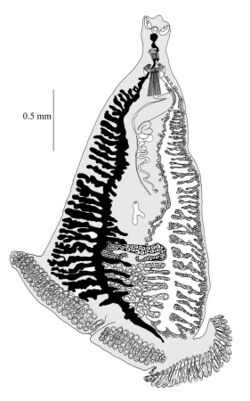 Heteromicrocotyloides megaspinosus Body.jpg