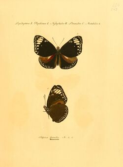 Hubner1821SammlExotSchmett2Plate10.jpg