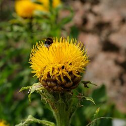 IMG 1538-Centaurea macrocephala.jpg