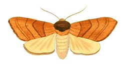 Illustrations of Exotic Entomology Petasia Ministra.jpg