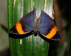 Indian Leaf butterfly (Kallima paralekta) 2.jpg