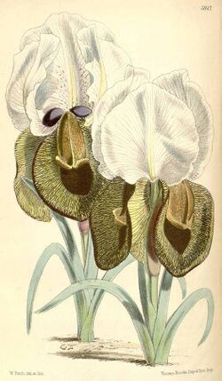 Iris iberica by WH Fitch for Curtis's Botanical Magazine.jpg