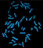 Karyotype of chimpanzee (Pan troglodytes).png