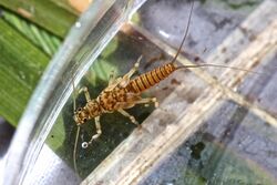 Large winter stonefly, Strophopteryx fasciata (12820761335).jpg