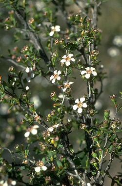 Leptospermum maxwellii.jpg