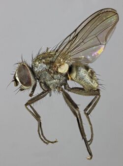 Limnophora triangula, North Wales, Aug 2013 (16595255197).jpg