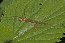 Long-jawed orb-weaver spider (Tetragnatha montana) female.jpg