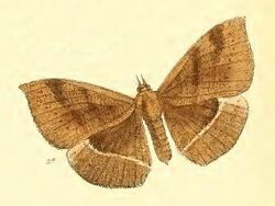 Lygniodes vampyurs Female.jpg