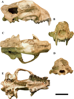 Megalictis skull.PNG