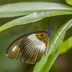 Mimetic swallowtail (Papilio cynorta) underside Nyamebe Bepo.jpg