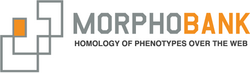 MorphoBank logo.png